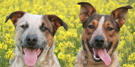 Chilli and Ralph - client story about the effectiveness of Bowen and Hydrotherapy for dogs