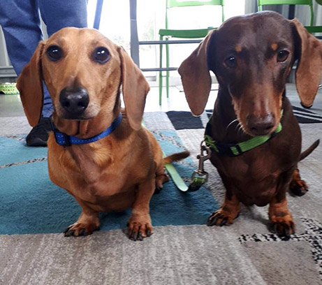 Basil and Chilli - Bowen and hydrotherapy success stories at Bowen For All Walks Of Life